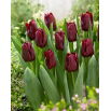 Tulipan Mascara - duża paczka! - 50 szt.