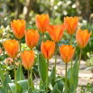 Tulipan Orange Emperor - 5 szt.