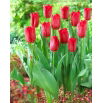 Tulipan Strong Love - duża paczka! - 50 szt.