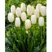 Tulipan Catharina - 5 szt.