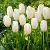 Tulipan Catharina - 5 szt.
