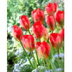 Tulipan Red Alert - 5 szt.