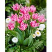 Tulipan Peach Blossom - duża paczka! - 50 szt.