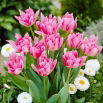 Tulipan Peach Blossom - 5 szt.