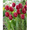 Tulipan Pioneer - 5 szt.