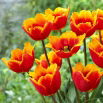 Tulipan Tiano - 5 szt.