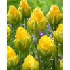 Tulipan Vanilla Coup - duża paczka! - 50 szt.