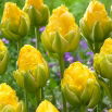 Tulipan Vanilla Coup - duża paczka! - 50 szt.