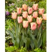 Tulipan Apricot Foxx - duża paczka! - 50 szt.