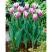 Tulipan Cummins - duża paczka! - 50 szt.