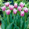 Tulipan Cummins - duża paczka! - 50 szt.