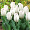 Tulipan Diamond Jubilee - 5 szt.