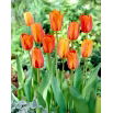 Tulipan El Nino - 5 szt.
