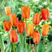 Tulipan El Nino - 5 szt.