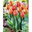 Tulipan Hermitage - duża paczka! - 50 szt.