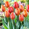 Tulipan Hermitage - duża paczka! - 50 szt.