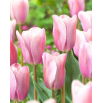 Tulipan Mistress Mystic - duża paczka! - 50 szt.