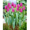Tulipan Purple Flag - duża paczka! - 50 szt.