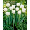 Tulipan Mondial - 5 szt.