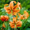 Lilia - Henryi