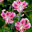 Lilia - Rubrum Uchida