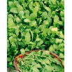 Baby Leaf - Rukola
