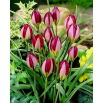 Tulipan Red Beauty - duża paczka! - 50 szt.