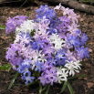 Śnieżnik lśniący mix - Chionodoxa luciliae mix - 10 szt.