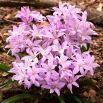 Śnieżnik lśniący różowy - Chionodoxa Rose Queen - 10 szt.