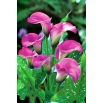 Calla różowa - Pink - duża paczka! - 10 szt.