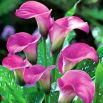 Calla różowa - Pink - duża paczka! - 10 szt.