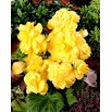 Begonia pełna - żółta - duża paczka! - 20 szt.