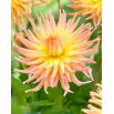 Dalia - Apricot Star