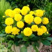 Dalia - Sisa