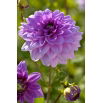 Dalia - Blue Boy