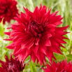 Dalia - Creve Coeur