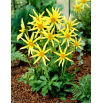 Dalia - Honka