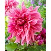 Dalia - Maki