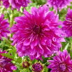 Dalia - Purple Taiheijo - duża paczka! - 10 szt.