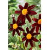 Dalia - Honka Dark