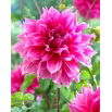 Dalia - Emory Paul