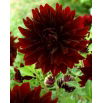 Dalia - Rip City