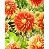 Dalia - Autumn Sunburst