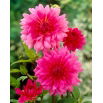 Dalia różowa - Dahlia Pink