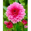 Dalia - Rosella