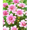 Dalia - Pink Perception - duża paczka! - 10 szt.