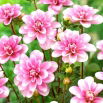 Dalia - Pink Perception