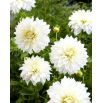 Dalia - Fleurel