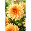 Dalia - Noordwijks Glorie
