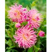 Dalia - Star's Favourite